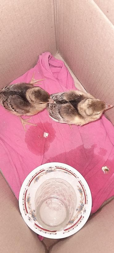 Tovusqusu balasi 2 dene bos bekar adamlar narahat etmesin