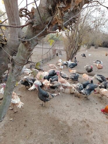 yem çəkən: Məhsul: Hinduşka sürüsü Təsvir: - Geniş həyət şəraitində saxlanılan — 2