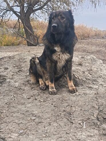itleri: Qafqaz çoban iti, 4 il, Erkek, Cütləşmə üçün — 5