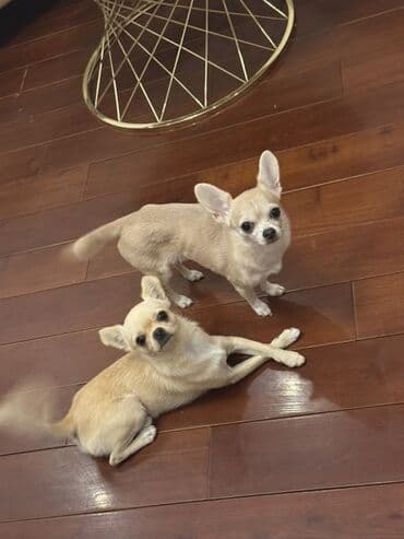 xaski iti satisi: Çixuahua, Dişi — 1