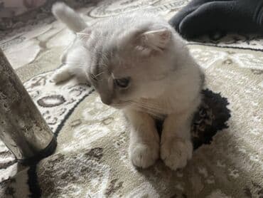 домик для большой собаки: Шотландская — 5