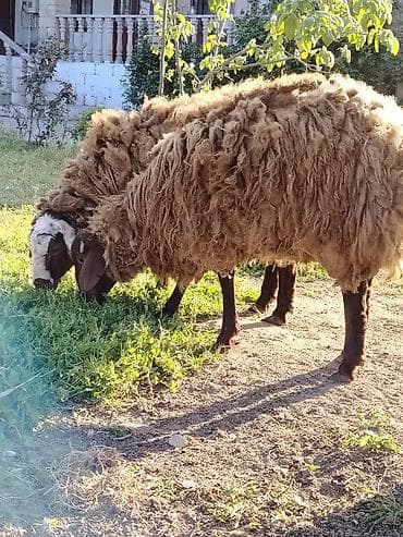 Qoyun – yerli cins, tünd-qəhvəyi yunlu Məhsulun təsviri: - — 6