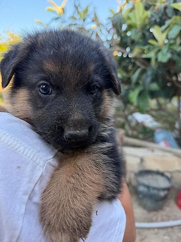 it yem: Alman çoban iti, 1 ay, Erkek, Peyvəndli, Ödənişli çatdırılma — 8