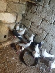 Pişiklər: Oz qusdarimdi tam saglamdilar razilasmaq olar qiymetde — 4