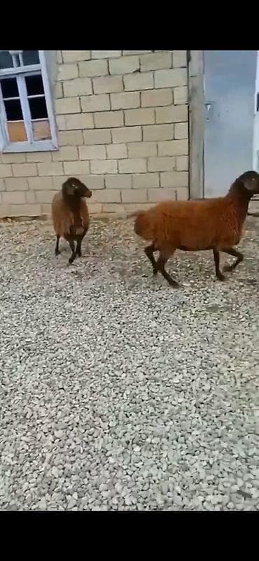 coban axtarilir: 7 ayliq di saglam qurbanliq ucun yararlidi — 2