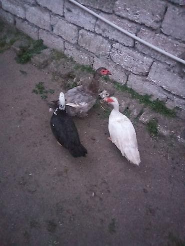 ordey balalari: Iki maya 1 erkey satlir yumurtalayilar - Rənglər: biri ağ, biri — 2