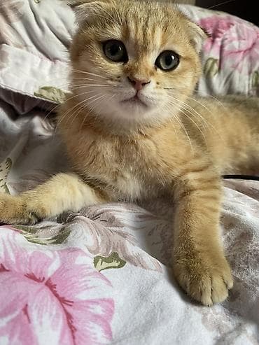 Qızıl şinşilla, Dişi