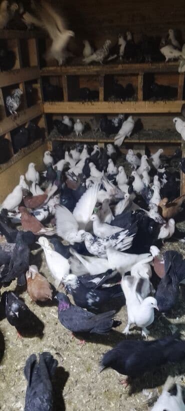 quş yuvası: Məhsul: Ev göyərçinləri toplusu Təsvir: - Şəkillərdə müxtəlif rəng və — 3