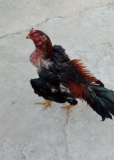 keci satşı: Xoruz, Heyratı, il: 1 — 4