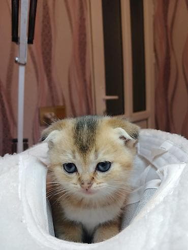 quba heyvan satışı: Erkək — 4