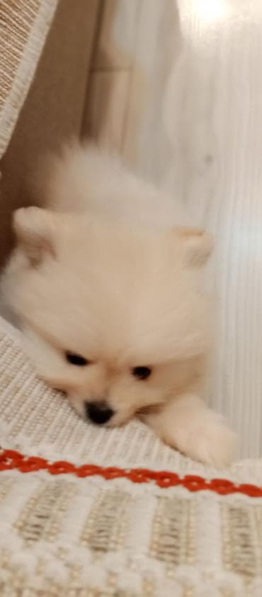 it adlari erkek: Şpitz — 7