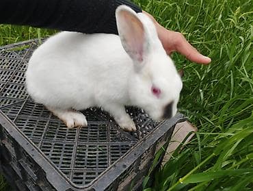 heyvanlar quşlar: Ağ rəngli ev dovşanı - Növ: Ev dovşanı - Rəng: Qar kimi ağ, burun — 3