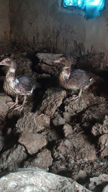 ördək neçə günə bala çıxardır: Satılır: Moskovi ördəkləri (indoutka) - Rəng: tünd qəhvəyi, sinə və — 2