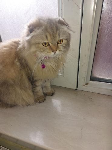 britanski pişik: Şotland uzun tüklü — 4