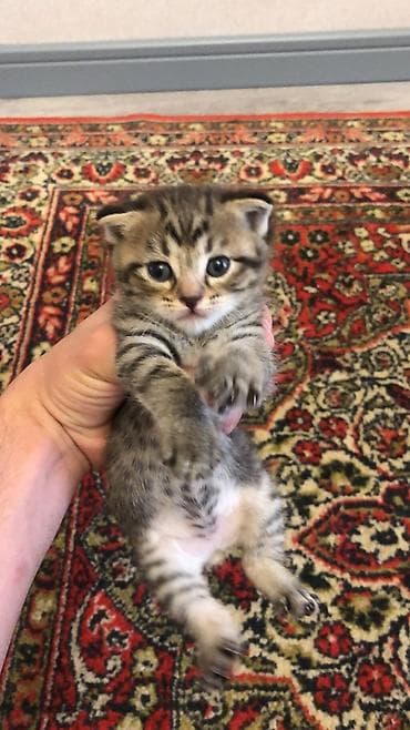 cutlesdirmek ucun pisik: Şotland yastı qulaq — 3