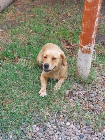 cins inekler azerbaycanda: Retriever, 6 ay, Dişi, Cütləşmə üçün, Ünvandan götürmə — 2