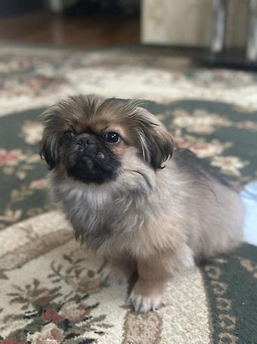 Pekines, 2 ay, Dişi, Peyvəndli