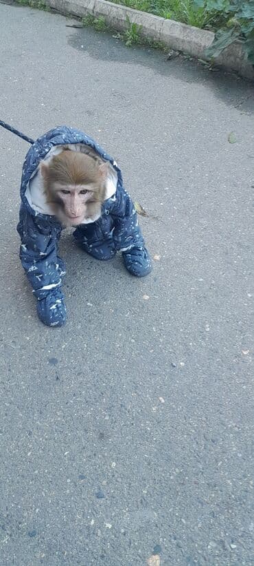 животные в добрые руки: Tayson adlı meymun satılır. Ağıllışirindi. Kim isdəsə yazsın — 9