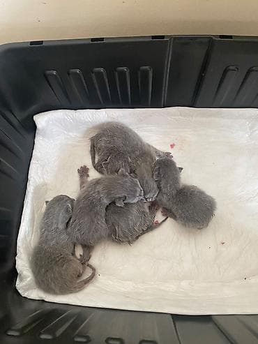 balaca cucə: Salam,5baladir,atasi sotland(sallaq qulaq)anasi britan(dik qulaq) — 7