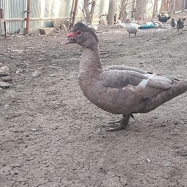 İtlər: Cütü 55 manat Ərkəy dişi . fındıq rəng Aktiv və ətlik Ərkəy, krasnodar — 2