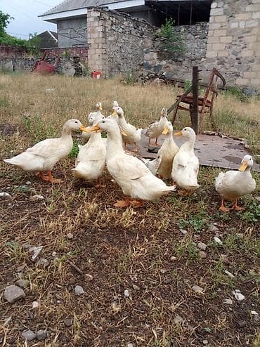 quşlar: Ağ ördəklər – təsərrüfat üçün sürü - Cins: ağıra yaxın yumurta-ət — 2