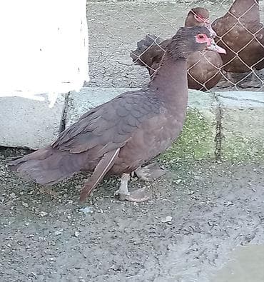 lal ordek yumurtası: Krasnodar ördək.Erkəy10 aya keçib,fərə 8 aya.Qiymət sondur.Qiymətlə — 4