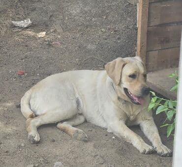 лабрадор: Labrador-retriver, 7 ay, Erkek, Peyvəndli, Ünvandan götürmə — 2
