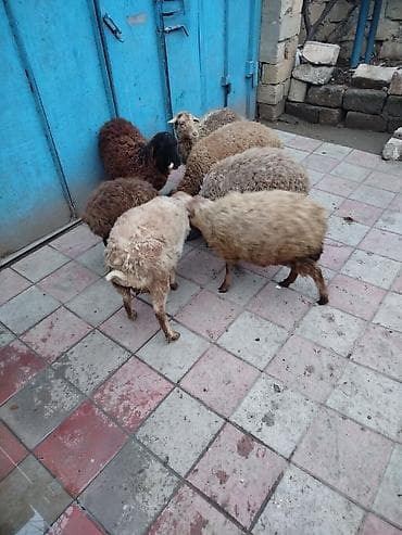 balaca dovşan: Satışda xırda buynuzlu heyvanlar – bir qrup cavan qoyun/qoç — 3