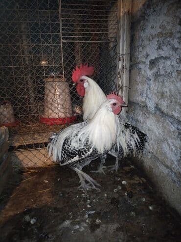 Xoruz, il: 1, Ünvandan götürmə, Ödənişli çatdırılma