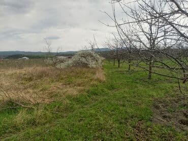 sumqayit kirayə: Kənd təsərrüfatı — 21