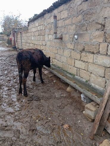 cins inekler azerbaycanda: Məhsul: Dana (qara rəngli, alnında ağ ləkəli) tecili tecili satilir — 5