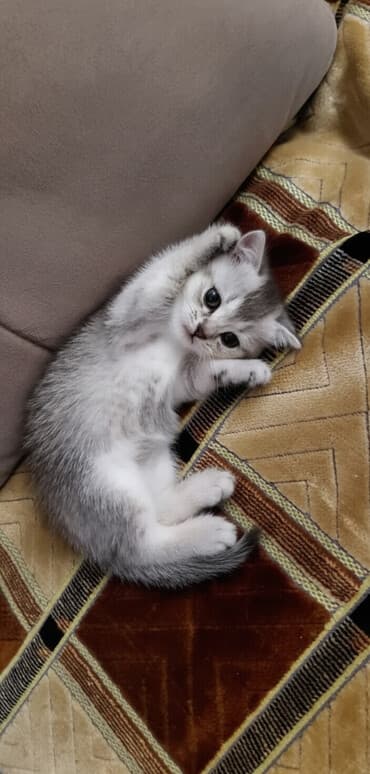 Şinşilla, Erkək, Dişi, Yaxşı əllərə, Pulsuz çatdırılma