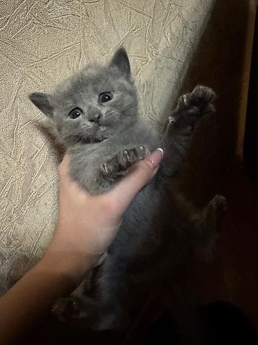 отдам котят в добрые руки: Самец, Самка, В добрые руки, Бесплатная доставка — 4