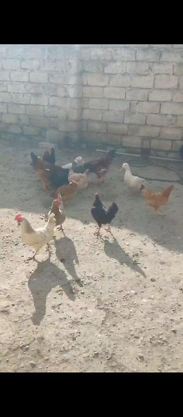 kend toyugu: Toyuq, Ətlik — 2