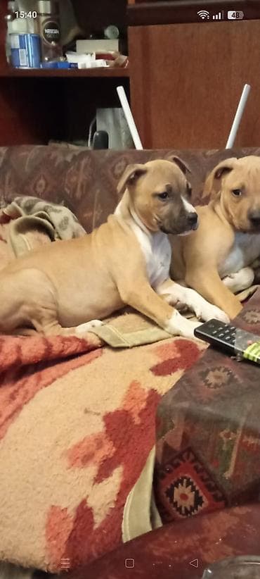 koker: Pitbul, 2 ay, Dişi, Peyvəndli, Ünvandan götürmə — 6