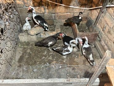 pekines bala: Muscovy (hind) ördəkləri – qarışıq rənglərdə sürü - Növlər — 6