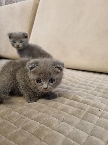 pişik ucuz: Şotland yastı qulaq — 2