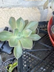 kalanxoye bitkisi: Her kimete var Otaq və balkon üçün dekorativ bitkilər kolleksiyası - — 25