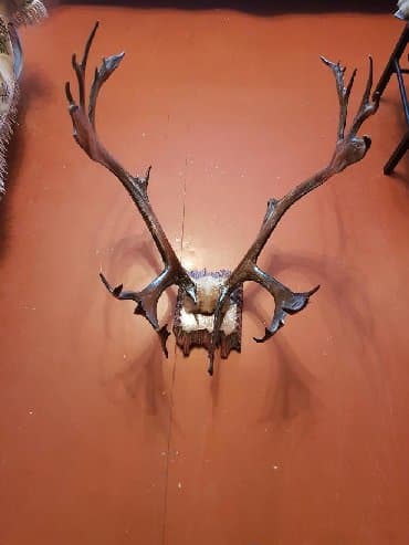 ehtiras artırıcı dərmanlar: Orginal Maral Buynuzu 30 il den coxdu ozumdedi. Real Alici zeng — 2