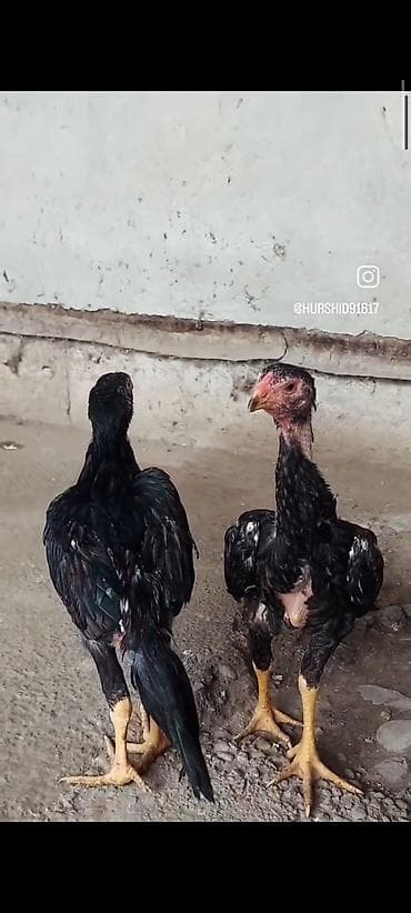 cücə damı: Toyuq cücələri, Damazlıq — 1