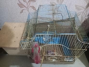 Птицы: Dalmatin rəngli dalğalı dimdik (papuqay) və qəfəs daxil satlir sekilde — 3