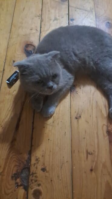 отдам котенка в хорошие руки: Британская вислоухая — 7