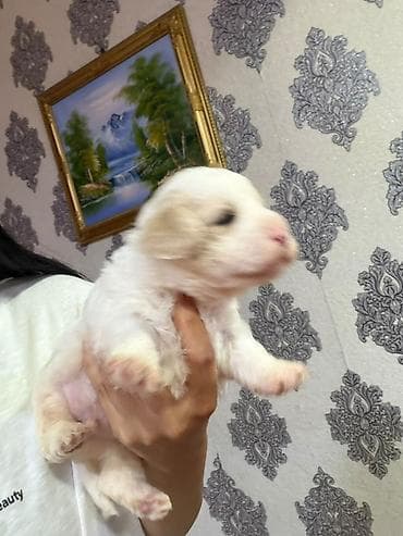 mini toy pudel: Pudel, 2 ay, Peyvəndli, Ünvandan götürmə — 4
