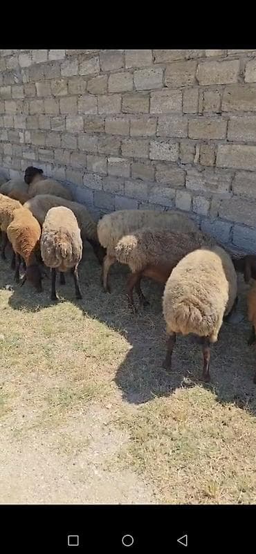 Козы, козлята: Məhsul: Qoyun və keçi sürüsü Təsvir: - Qarabaş, sarıbaş və qəhvəyi — 4