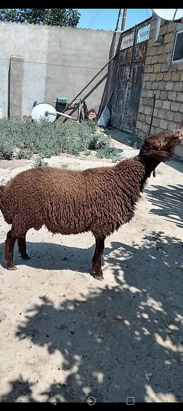 Qoyunlar, qoçlar: Qoyun – yerli cins, qəhvəyi rəngli, uzunqulaqlı 6 aylıq, erkək, Qala — 2