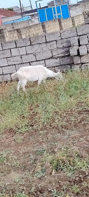 Bogazdı 1 ci qarına sane
