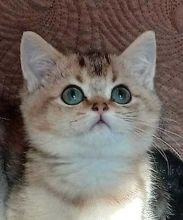 kangal balaları: Şinşilla — 1