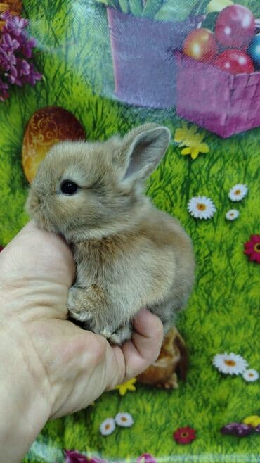 работа выгул собак бишкек: Karlik dovsan lar var satisda Vatsapda aktivdi Dovsan ayit Qefes de — 3