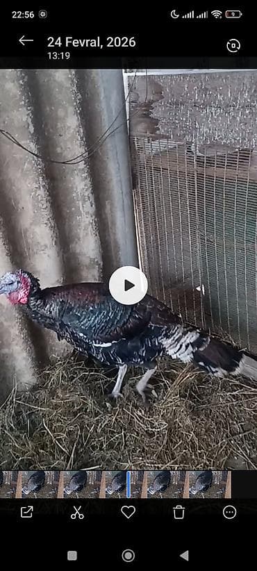 disi it adlari: Erkək, Amerika, Damazlıq — 3