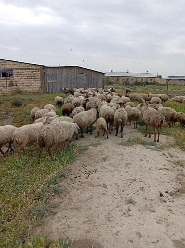 sud saqan: Öz saxladıqım heyvanlardı ləqv edirem deye satiram Real alıcıyla — 5